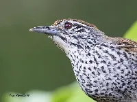 Pheugopedius maculipectus